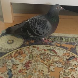 Portrait von Ernie, einer Taube aus unserer Pflegestelle