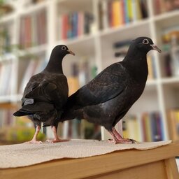 Portrait von Mokka und Espresso, zwei Jungtauben aus unserer Pflegestelle