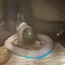 Portrait von Wilma und Veronika, zwei Tauben mit je einem Flügel, die sich auf unserer Pflegestelle gefunden haben