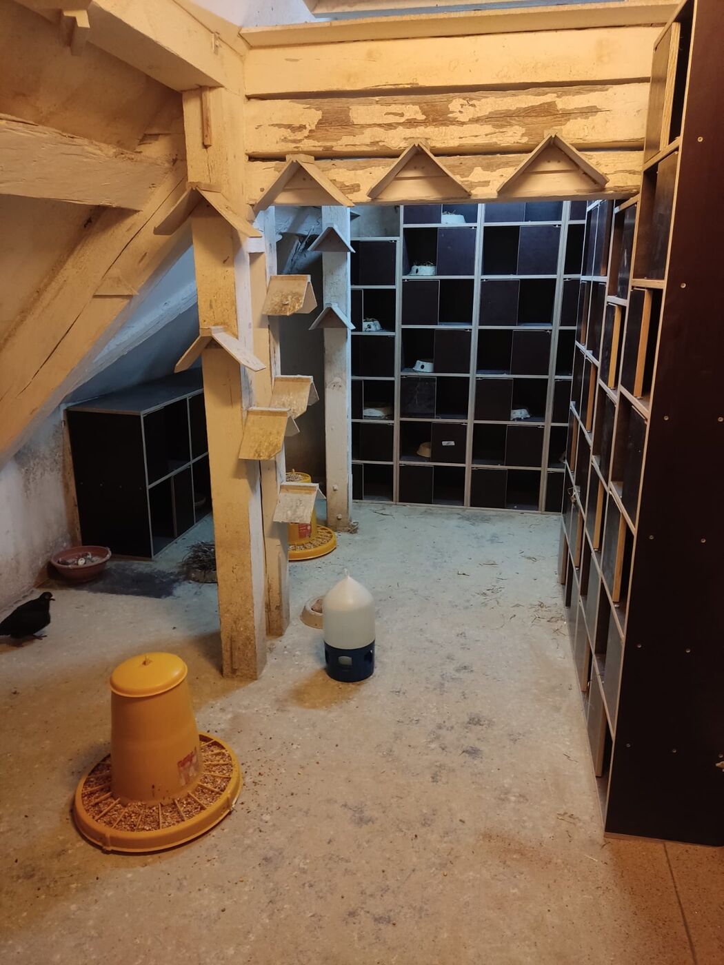 Blick in einen betreuten Taubenschlag der Stadttaubenhilfe mit Nistboxen und Futterstationen